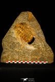 30484 - Museum Grade Association Selenopeltis longispina + 3 Eudolatites sp Upper Ordovician Trilobite