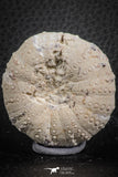 07358 - Top Beautiful 1.78 Inch Heterodiadema libycum (Sea Urchin) Cretaceous