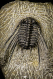21248 - Great Collection of 14 Leonaspis sp Middle Devonian Trilobites