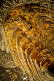 30484 - Museum Grade Association Selenopeltis longispina + 3 Eudolatites sp Upper Ordovician Trilobite