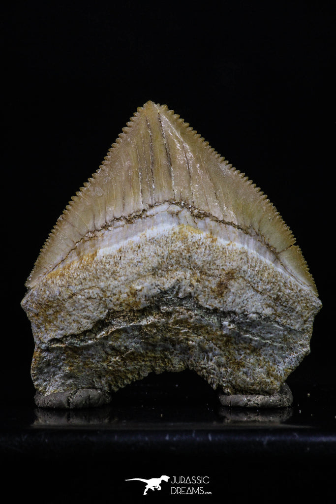 20230 - Top Huge 1.46 Inch Squalicorax pristodontus (Crow Shark) Tooth