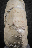 07358 - Top Beautiful 1.78 Inch Heterodiadema libycum (Sea Urchin) Cretaceous