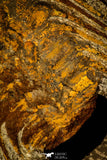 30484 - Museum Grade Association Selenopeltis longispina + 3 Eudolatites sp Upper Ordovician Trilobite