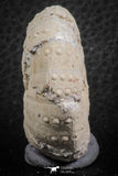 07358 - Top Beautiful 1.78 Inch Heterodiadema libycum (Sea Urchin) Cretaceous