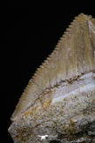 20230 - Top Huge 1.46 Inch Squalicorax pristodontus (Crow Shark) Tooth