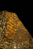 30484 - Museum Grade Association Selenopeltis longispina + 3 Eudolatites sp Upper Ordovician Trilobite