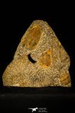 30484 - Museum Grade Association Selenopeltis longispina + 3 Eudolatites sp Upper Ordovician Trilobite