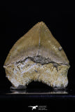20230 - Top Huge 1.46 Inch Squalicorax pristodontus (Crow Shark) Tooth
