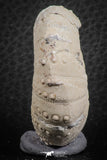 07358 - Top Beautiful 1.78 Inch Heterodiadema libycum (Sea Urchin) Cretaceous