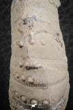 07358 - Top Beautiful 1.78 Inch Heterodiadema libycum (Sea Urchin) Cretaceous