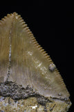 20230 - Top Huge 1.46 Inch Squalicorax pristodontus (Crow Shark) Tooth