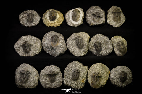 21249 - Great Collection of 15 Scabriscutellum sp Middle Devonian Trilobites