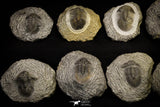 21249 - Great Collection of 15 Scabriscutellum sp Middle Devonian Trilobites