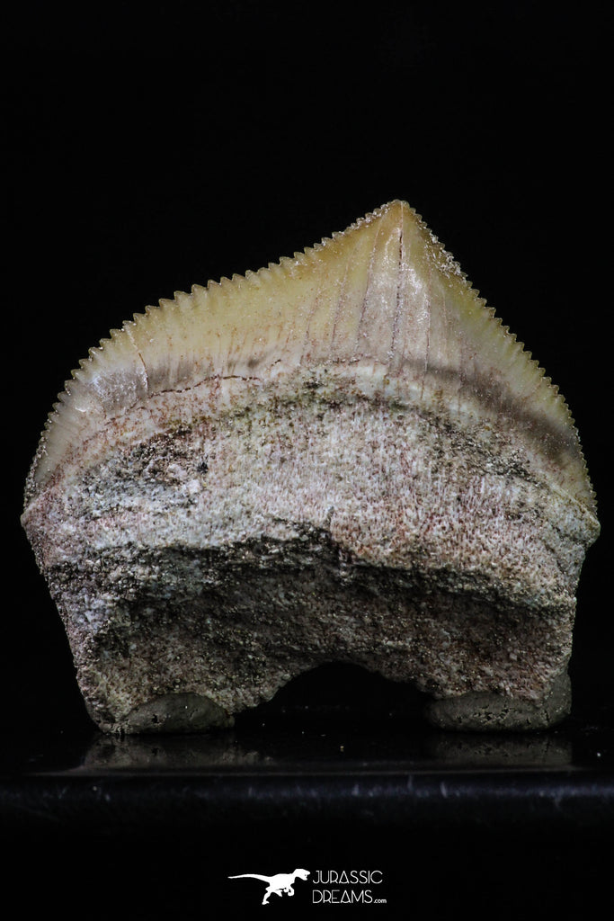 20231 - Top Huge 1.30 Inch Squalicorax pristodontus (Crow Shark) Tooth