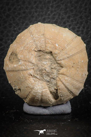 07359 - Top Beautiful 1.59 Inch Heterodiadema libycum (Sea Urchin) Cretaceous