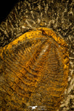 30484 - Museum Grade Association Selenopeltis longispina + 3 Eudolatites sp Upper Ordovician Trilobite