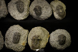 21249 - Great Collection of 15 Scabriscutellum sp Middle Devonian Trilobites