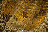 30484 - Museum Grade Association Selenopeltis longispina + 3 Eudolatites sp Upper Ordovician Trilobite
