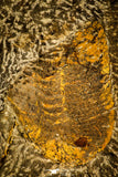 30484 - Museum Grade Association Selenopeltis longispina + 3 Eudolatites sp Upper Ordovician Trilobite