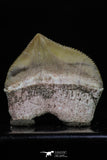 20231 - Top Huge 1.30 Inch Squalicorax pristodontus (Crow Shark) Tooth