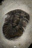 21249 - Great Collection of 15 Scabriscutellum sp Middle Devonian Trilobites