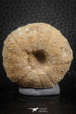 07359 - Top Beautiful 1.59 Inch Heterodiadema libycum (Sea Urchin) Cretaceous