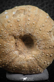 07359 - Top Beautiful 1.59 Inch Heterodiadema libycum (Sea Urchin) Cretaceous