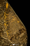 30484 - Museum Grade Association Selenopeltis longispina + 3 Eudolatites sp Upper Ordovician Trilobite