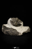 21249 - Great Collection of 15 Scabriscutellum sp Middle Devonian Trilobites