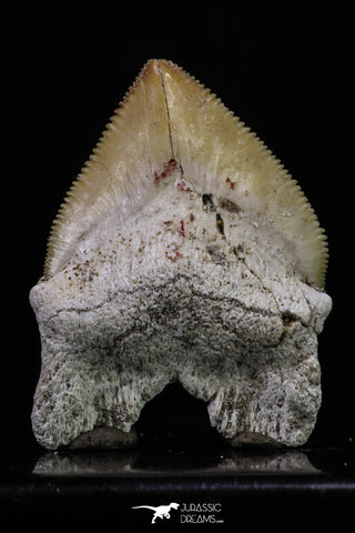 20232 - Top Huge 1.55 Inch Squalicorax pristodontus (Crow Shark) Tooth