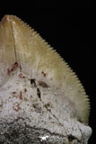 20232 - Top Huge 1.55 Inch Squalicorax pristodontus (Crow Shark) Tooth