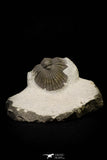 21249 - Great Collection of 15 Scabriscutellum sp Middle Devonian Trilobites