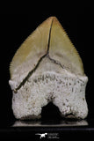 20232 - Top Huge 1.55 Inch Squalicorax pristodontus (Crow Shark) Tooth