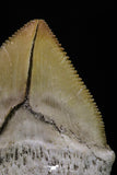 20232 - Top Huge 1.55 Inch Squalicorax pristodontus (Crow Shark) Tooth