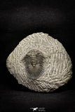 21249 - Great Collection of 15 Scabriscutellum sp Middle Devonian Trilobites