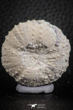 07360 - Top Quality 1.49 Inch Tetragramma marticense (Sea Urchin) Cretaceous