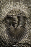 21249 - Great Collection of 15 Scabriscutellum sp Middle Devonian Trilobites