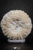 07360 - Top Quality 1.49 Inch Tetragramma marticense (Sea Urchin) Cretaceous