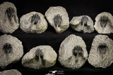 21250 - Great Collection of 15 Cyphaspis (Otarion) cf. boutscharafinense Devonian Trilobites
