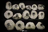 21250 - Great Collection of 15 Cyphaspis (Otarion) cf. boutscharafinense Devonian Trilobites