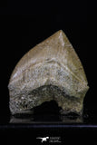 20234 - Top Huge 1.41 Inch Squalicorax pristodontus (Crow Shark) Tooth