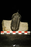 30201 - Well Prepared "Flying" 2.86 Inch Morocconites malladoides Middle Devonian Trilobite