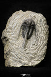21250 - Great Collection of 15 Cyphaspis (Otarion) cf. boutscharafinense Devonian Trilobites