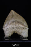 20234 - Top Huge 1.41 Inch Squalicorax pristodontus (Crow Shark) Tooth