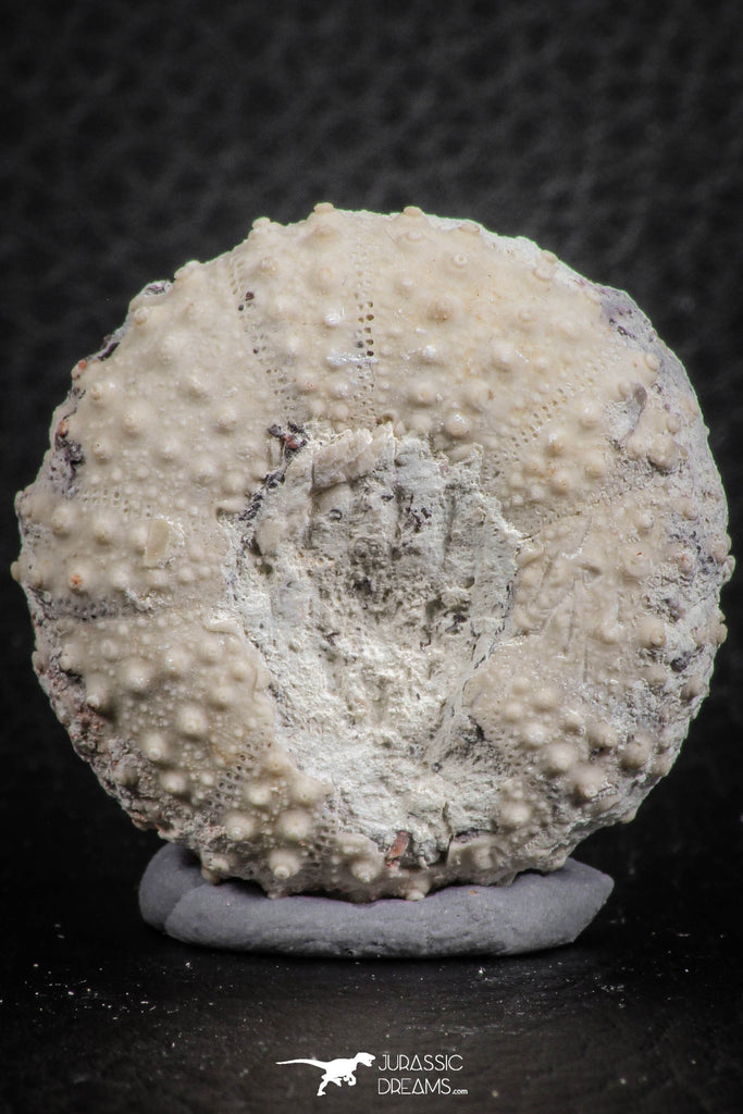 07361 - Top Quality 1.33 Inch Tetragramma marticense (Sea Urchin) Cretaceous