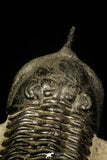 30201 - Well Prepared "Flying" 2.86 Inch Morocconites malladoides Middle Devonian Trilobite