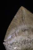 20234 - Top Huge 1.41 Inch Squalicorax pristodontus (Crow Shark) Tooth