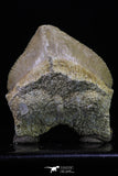 20235 - Top Huge 1.53 Inch Squalicorax pristodontus (Crow Shark) Tooth