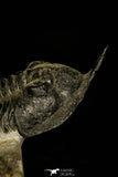 30201 - Well Prepared "Flying" 2.86 Inch Morocconites malladoides Middle Devonian Trilobite