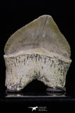 20235 - Top Huge 1.53 Inch Squalicorax pristodontus (Crow Shark) Tooth
